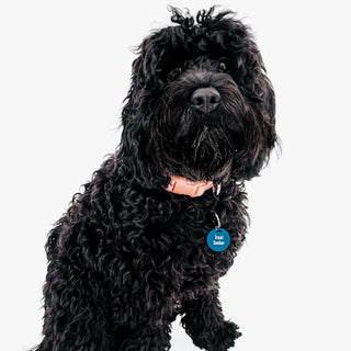 Gus & Co - Dog Tag and Keychain Set Wholesale-Pretty Simple
